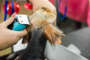 groomer the back of the dog's head, makes a fashionable, glamorous haircut in the grooming salon
