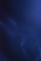 Fototapeta premium Macro