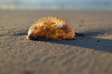 A beautiful closeup of a jellyfish selective focus bokeh on the beach sand dragged by the waves at the mediterranean coast of Mallorca Island during the golden hour sunset 