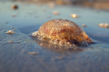 A beautiful closeup of a jellyfish selective focus bokeh on the beach sand dragged by the waves at the mediterranean coast of Mallorca Island during the golden hour sunset 