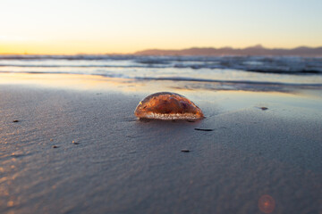 A beautiful closeup of a jellyfish selective focus bokeh on the beach sand dragged by the waves at the mediterranean coast of Mallorca Island during the golden hour sunset 