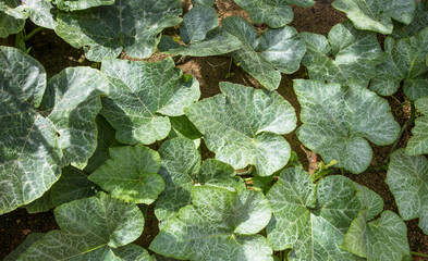 Folhas de plantação de abóbora