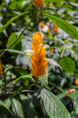 Lollipop plant and golden shrimp  Pachystachys lutea Ness
