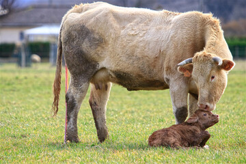 Naissance d'un petit veau avec la vache