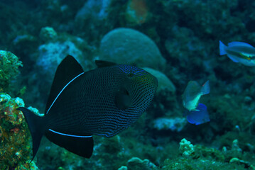 Black Durgon swimming across the coral reef