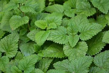 Melissa plant. Lemon balm in the garden. Countryside nature. Organic agriculture. Melissa foliage in the wild nature. Herb tea flavor. Village yard herbs.