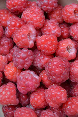 Raspberry background. Organic berries harvest. Fresh raspberries from village garden. Berry for desserts, cakes, smoothie or jam.