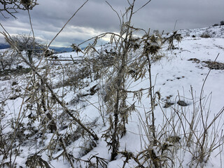 Snow covered thistle in the winter