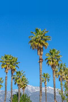 Tall palm trees in the Inland Empire of Southern California