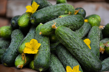 Cucumbers harvest in summer. Fresh pickle ready for canning. Cucumbers for salads or canning. Summer vegetables. Organic agriculture in village.