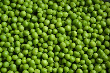 Green pea background. Pea pods from farmland. Pea freshly picked. Organic fresh vegetables. Healthy eating. Country garden harvest.