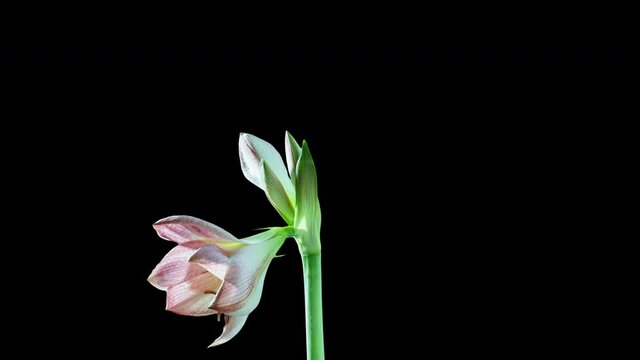 Time lapse of the amaryllis flower. Blooming Amaryllis 60FPS Alpha Matte