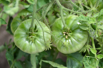 Green tomatoes. Fresh organic tomato in countryside garden. Organic vegetables. Beautiful tomato plant. Ecologically clean agriculture.