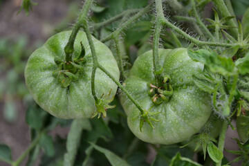 Green tomatoes. Fresh organic tomato in countryside garden. Organic vegetables. Beautiful tomato plant. Ecologically clean agriculture.