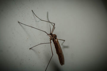 mosquito white background