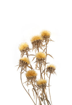 Dried wild meadow flowers isolated on white background. Dried wildflowers in winter time.