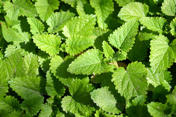 Melissa plant. Lemon balm in the garden. Countryside nature. Organic agriculture. Melissa foliage in the wild nature. Herb tea flavor. Village yard herbs.