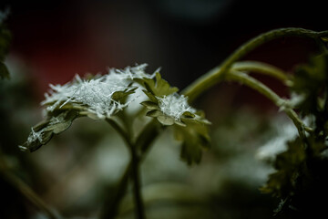 snow parsley