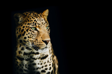 Fototapeta na wymiar Isolated Intense Portrait of a Yellow Leopard Looking to the Right