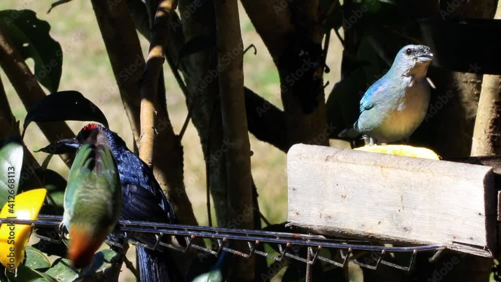 Sticker Aves tropicais do Brasil comendo frutas