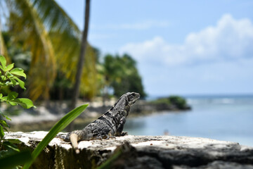 Lizard in Playa del carmen, mexico beach