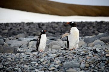 penguin on antarctic beach