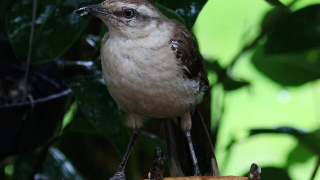 Ave sabi&aacute;-do-campo (Mimus saturninus)