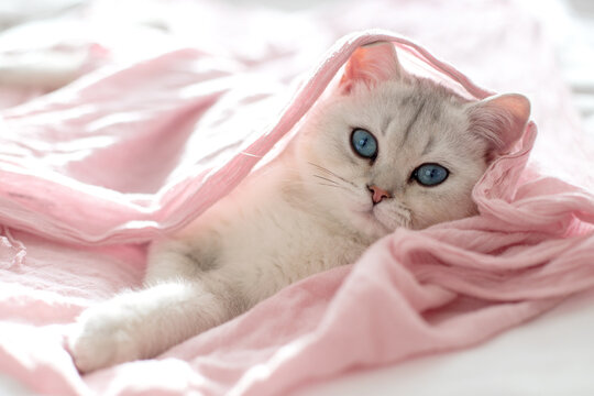 A beautiful white british kitten with blue eyes lies on its back on a pink textile