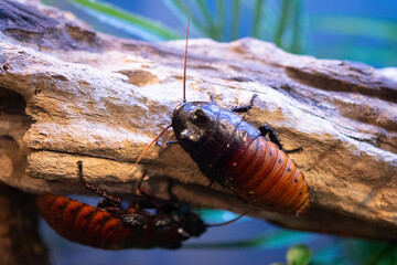 cockroach on the tree
