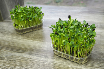 young shoots of sunflower seeds. growing microgreens