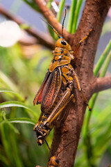 grasshopper on a stick