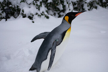 penguin on snow