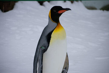 penguin in snow