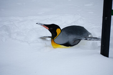 Penguin laying in snow