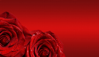 Macro image of two reds rose with water droplets on red background . Copy space for text.