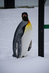 Penguin in Snow