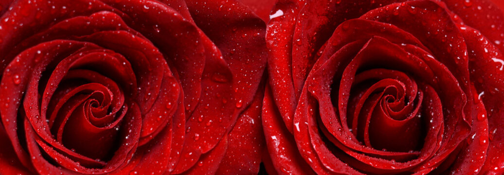 Macro image of two reds rose with water droplets .