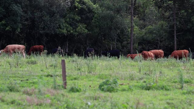Pastagem com gado e floresta