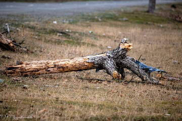 Tree, nature, cut tree