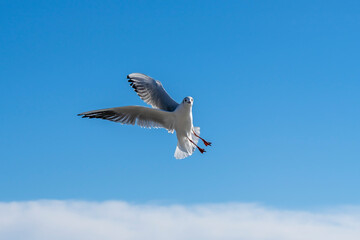Funny seagull in flight against the blue sky. High quality photo