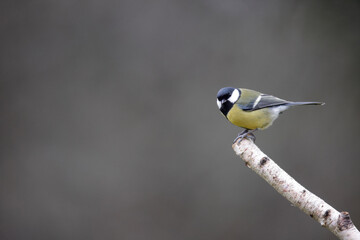 Mésange charbonnière Parus major perchée sur une branche de bouleau