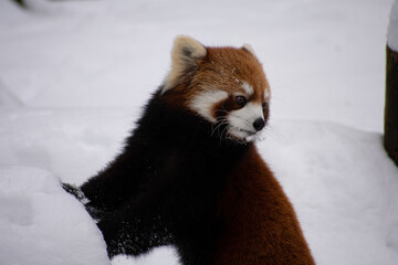 red panda bear