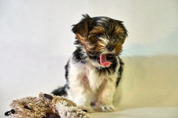 The puppy yawns and stuck out his tongue a small Yorkshire terrier. Small dog on a white background with a cute bow. A romantic photo with a pet and a baby animal. High quality photo