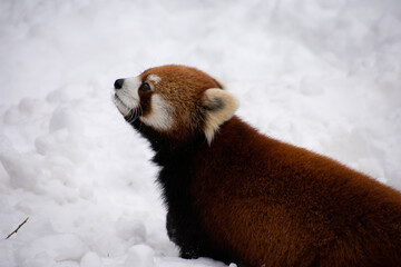 Red Panda Gaze