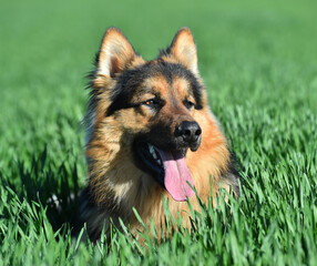a nice german shepherd  in a green field