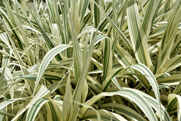 Obraz premium フイリダンチク 葉模様