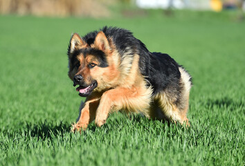 a nice german shepherd  in a green field