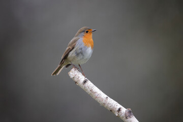 Rougegorge familier Erithacus rubecula perch&eacute; sur une branche de bouleau