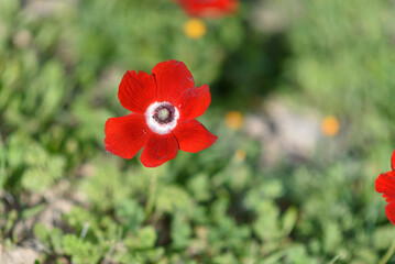 Beautiful nature view of red flower blooming in sunny field under sunlight at the middle of spring day.