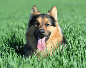 a nice german shepherd in a green field